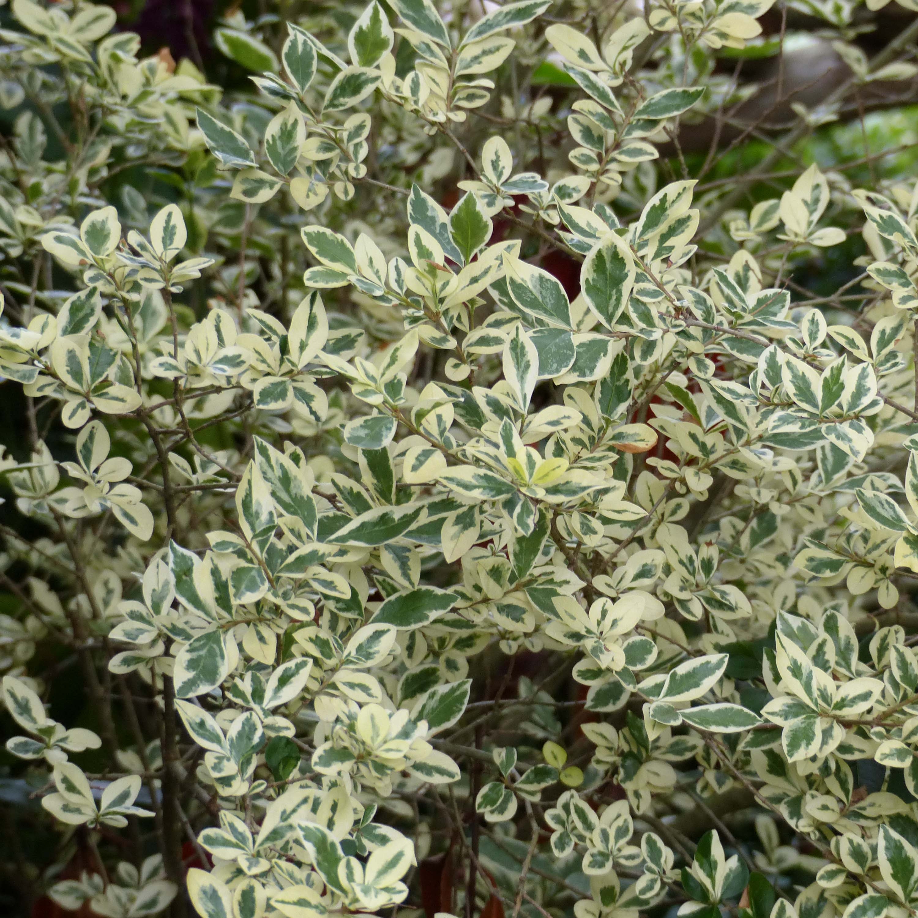 Weigerandeter Ovalblttriger Argenteum - Ligustrum ovalifolium