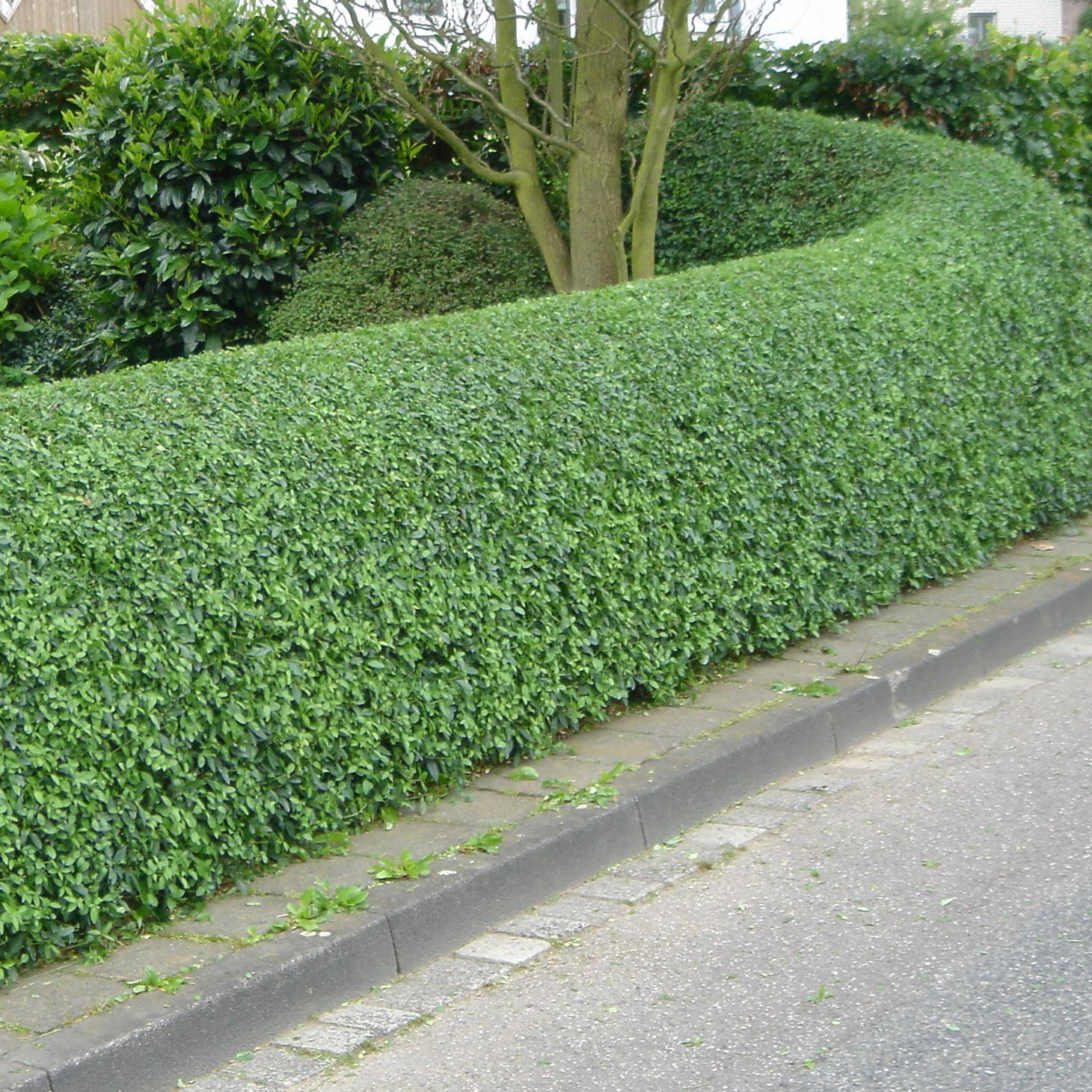 Schwarzgrner Liguster Atrovirens - Ligustrum vulgare