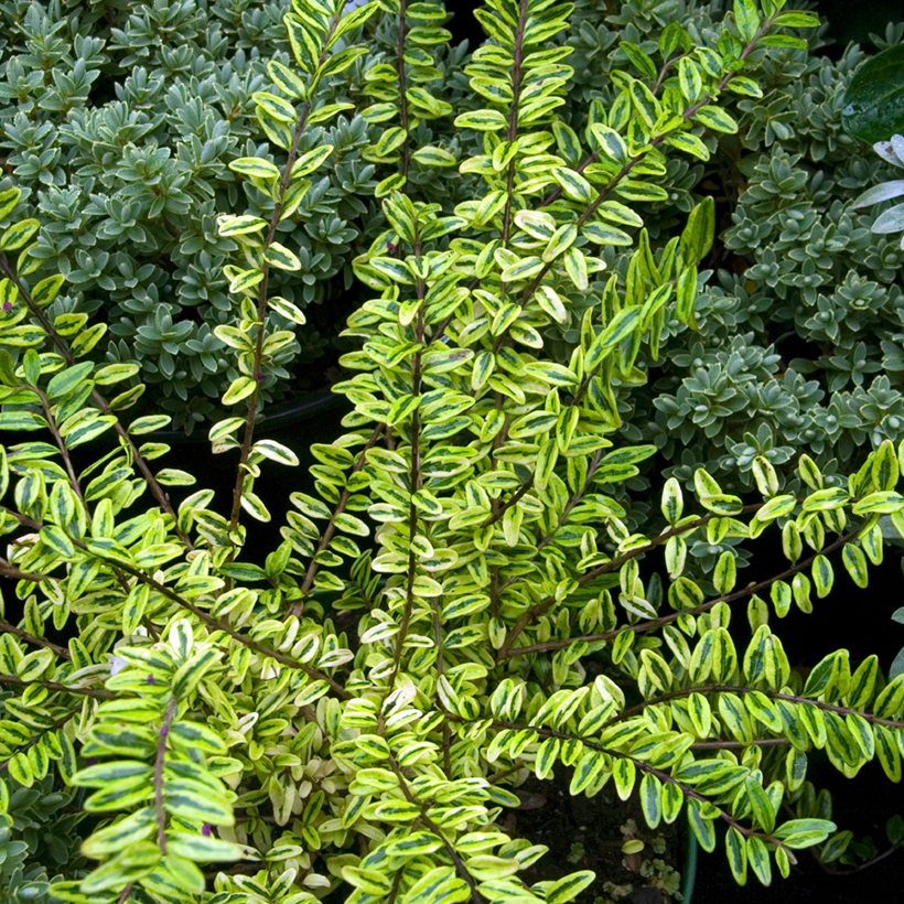 Lonicera nitida Lemon Beauty - Heckenmyrte