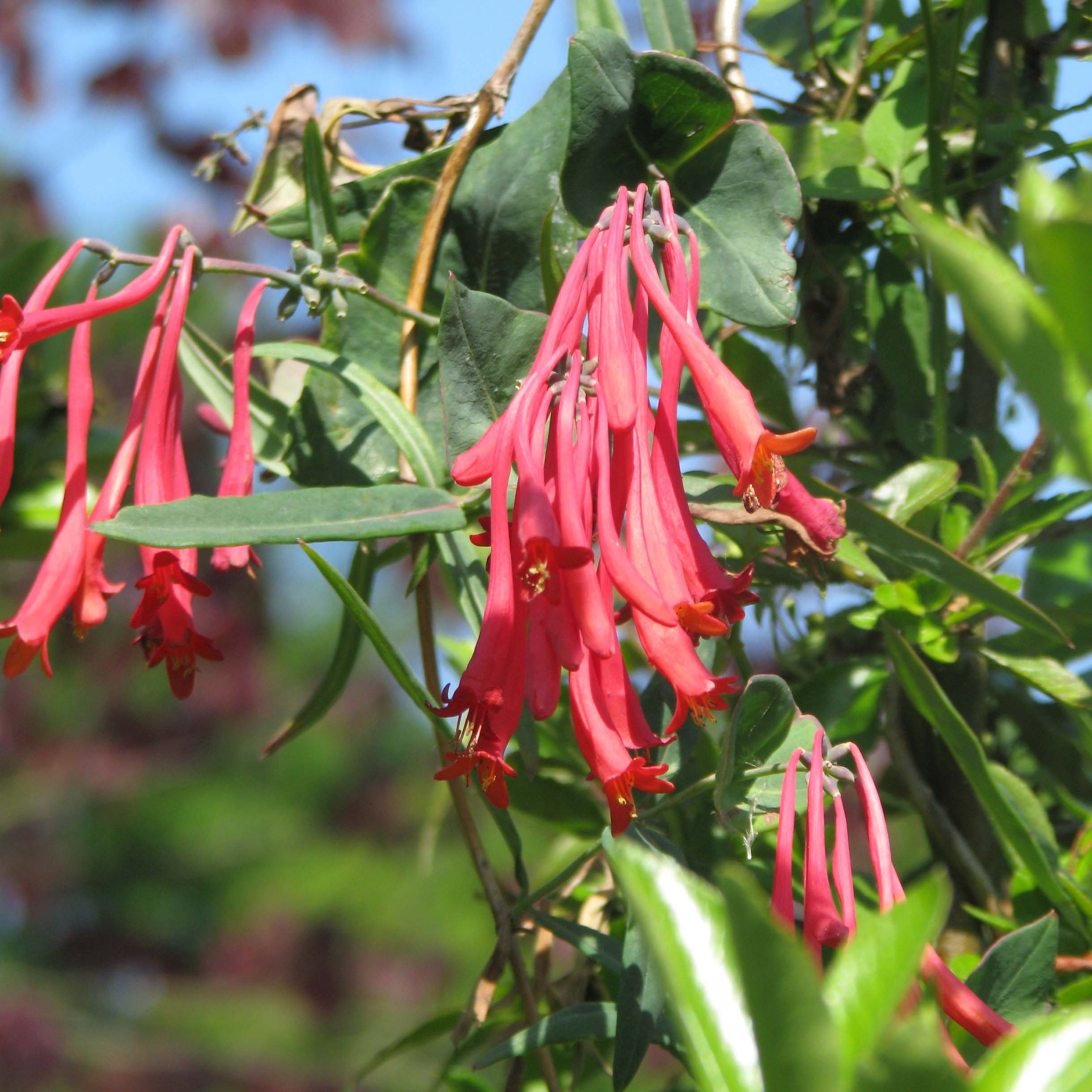 Lonicera sempervirens Cedar Lane - Immergrnes Geiblatt