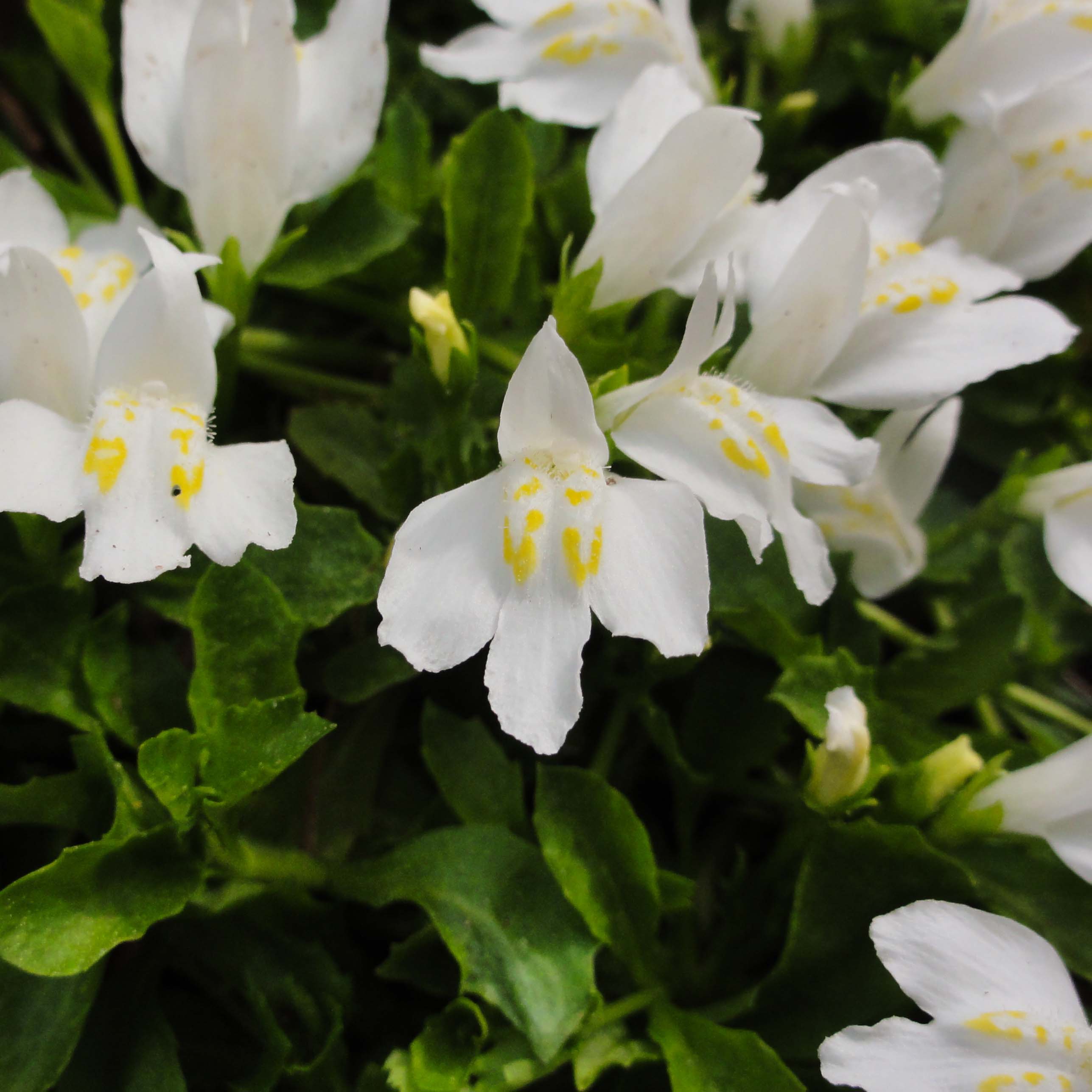 Mazus reptans Albus - Lippenmulchen