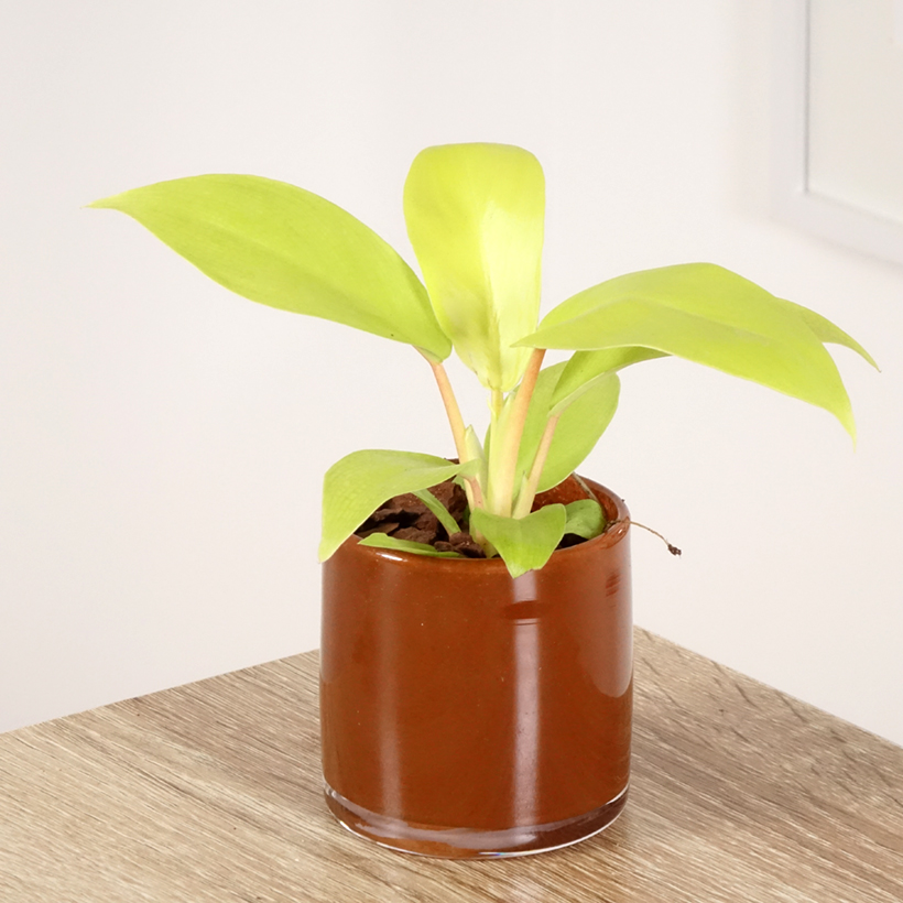 philodendron rojo congo Rojo Congo Philodendron