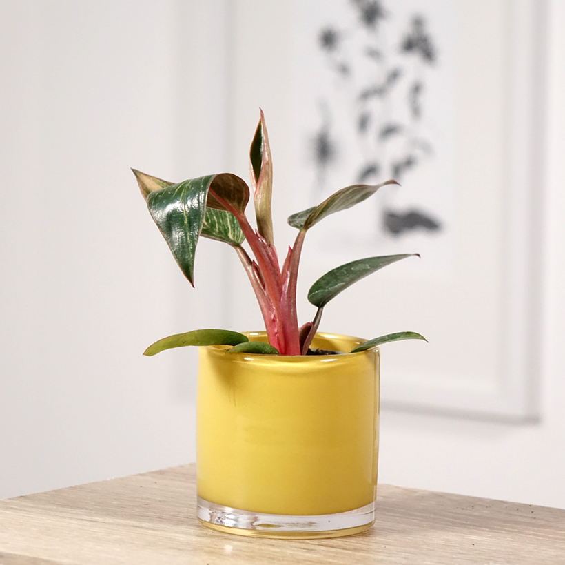 philodendron glad hands Philodendron pedatum 'Glad Hands' 4