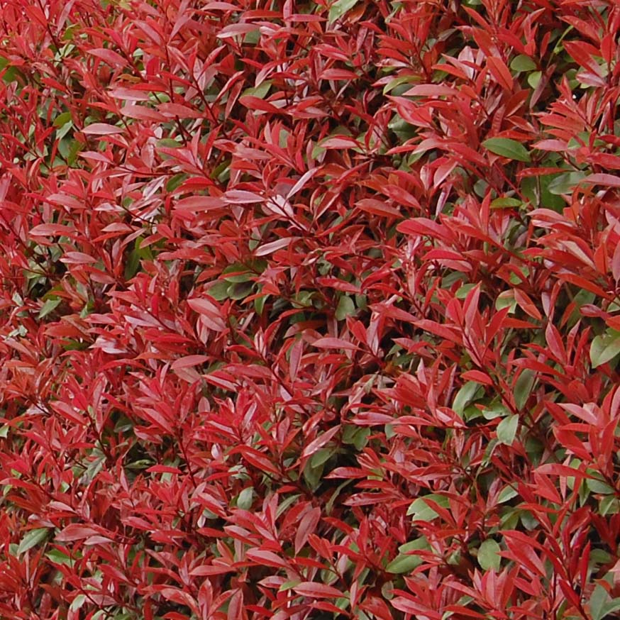 Rote Glanzmispel Carr Rouge - Photinia fraseri