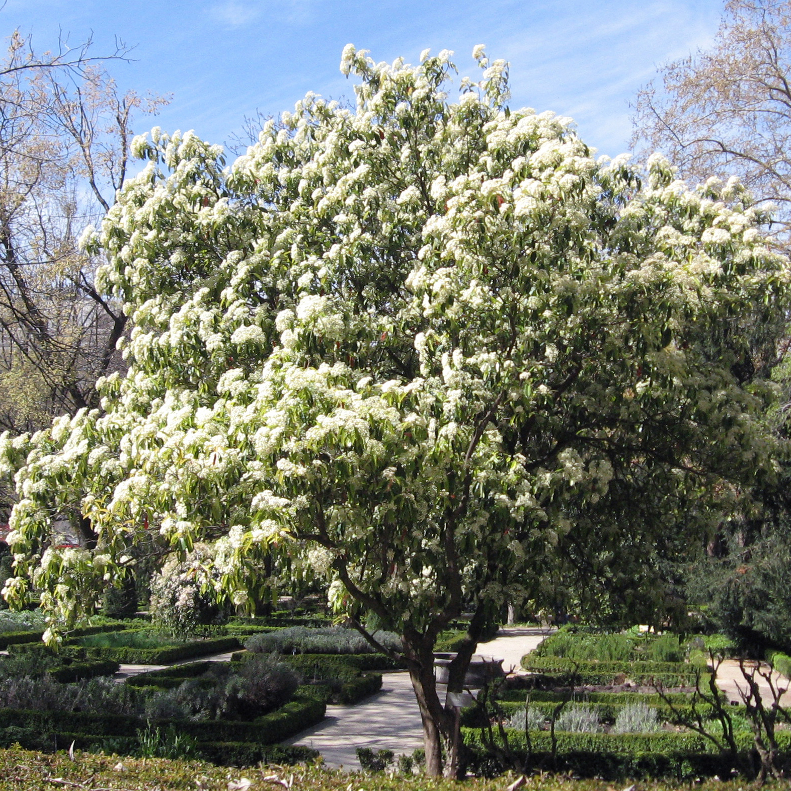 Photinia serratifolia - Sgeblttrige Glanzmispel