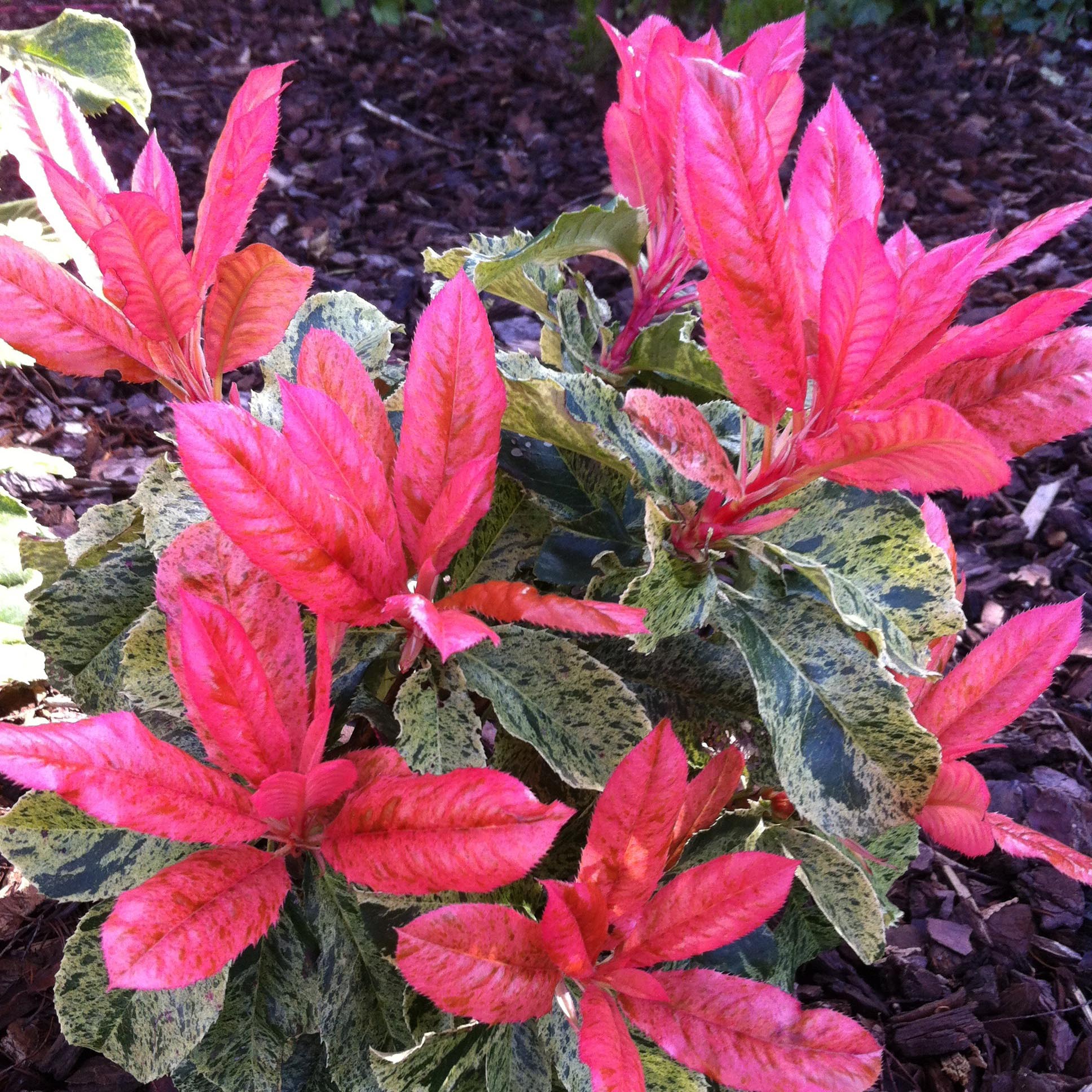 Photinia serratifolia Pink Crispy - Sgeblttrige Glanzmispel