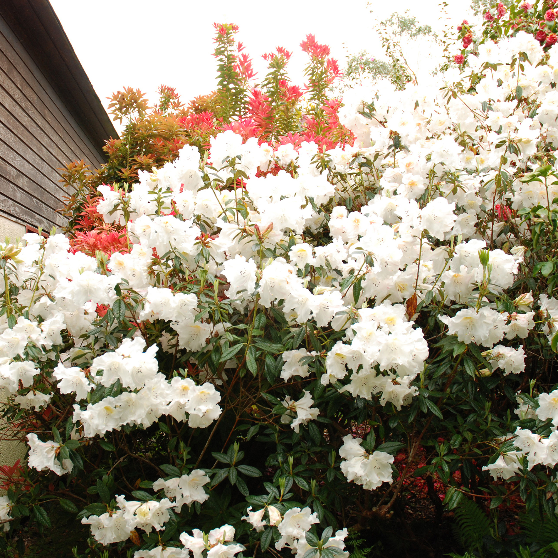 rhododendron staccato Barto Alpine main image 1