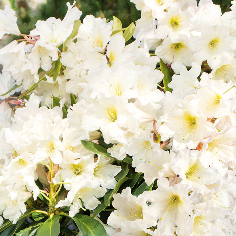 Rhododendron INKARHO Weie Dufthecke