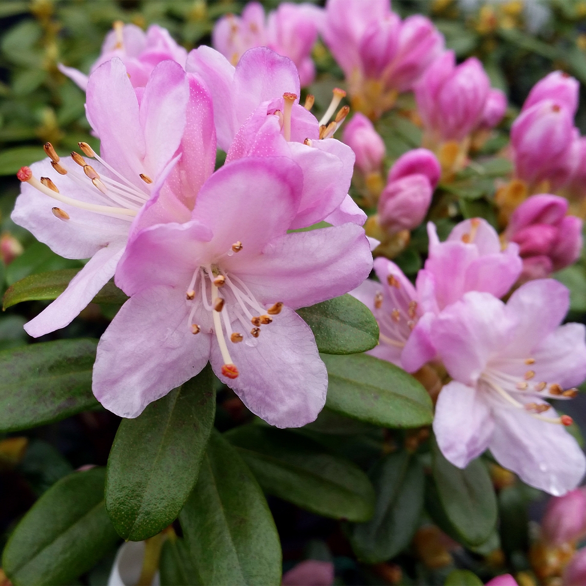 blooming rhododendron Rhododendron 'Minnetonka' #3 at SPROUT HOME