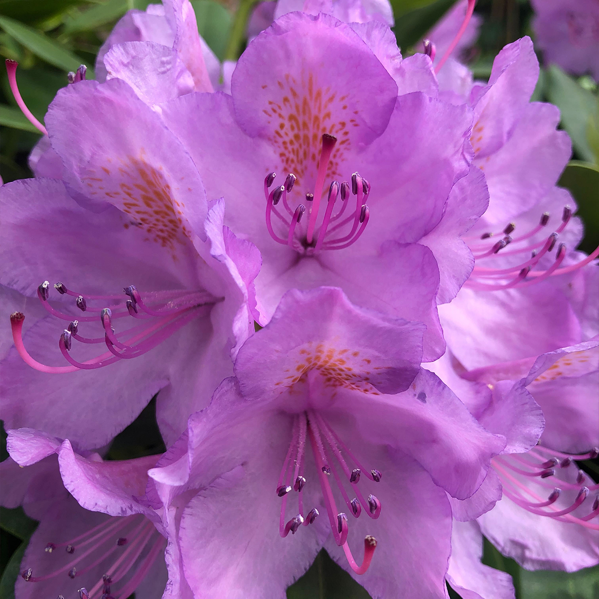 rhododendron 'scarlet wonder pflege Zwerg Alpenrose Scarlet Wonder - Rhododendron Scarlet Wonder main image 1