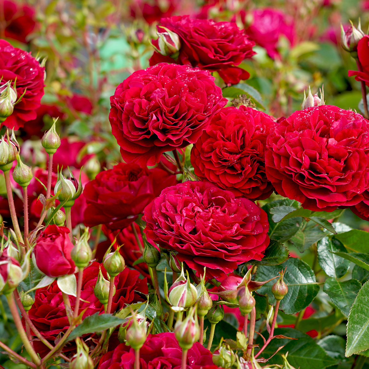 Rosa Bordeaux 'Korelamba'