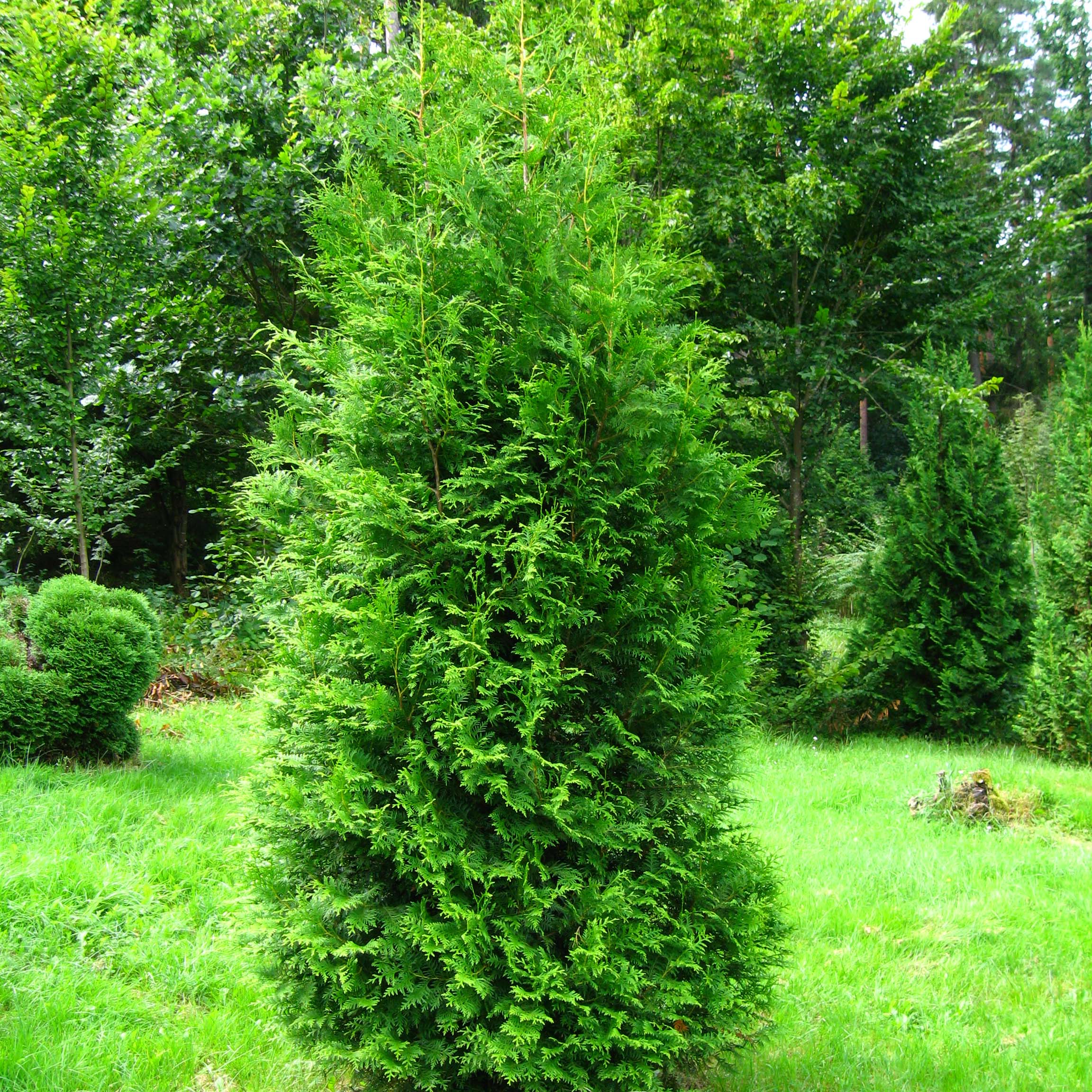 thuja creme weleda Weleda Blue Gentian and Edelweiss Redensifying Day Cream