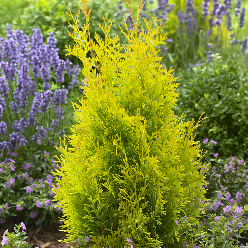 thuja officinalis Learn about Thuja occidentalis 'Sunny Smaragd' PP 29,652 | Sunny Smaragd  Arborvitae