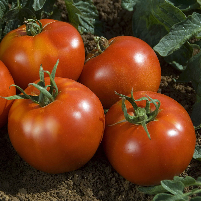 Tomatensamen Fandango F1 PhR – Resistente Salattomate Für Freiland & Gewächshaus | 10 Korn