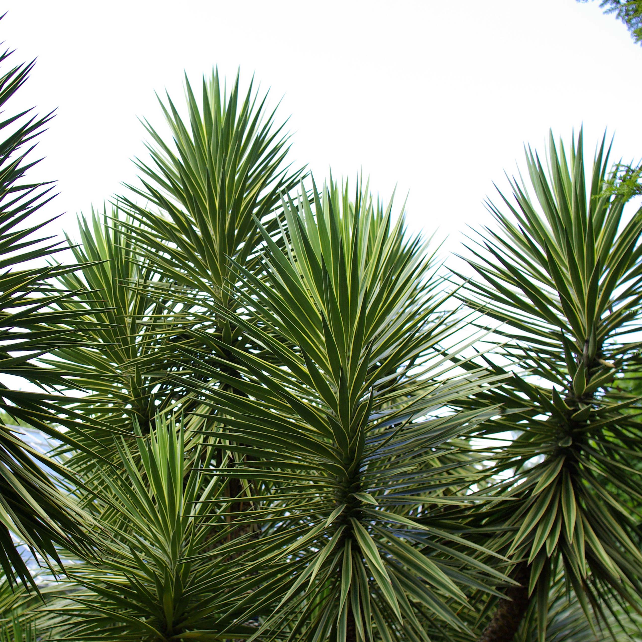 taxus baccata hpken's gigant Taxus baccata 'Hpken's Gigant'  Buitenflora