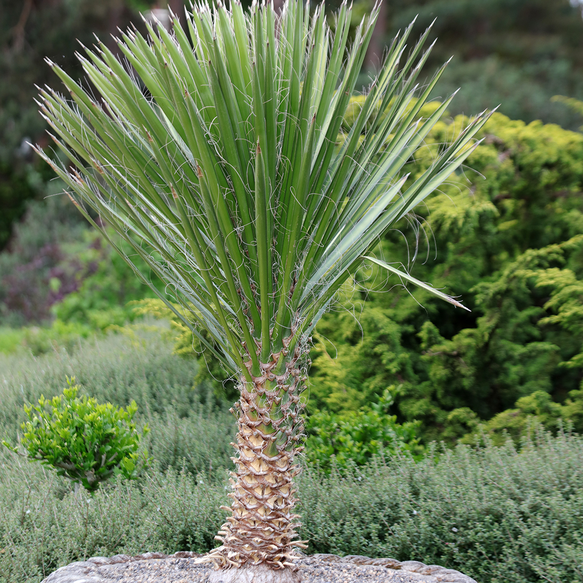 graue palmlilie kaufen Palmlilie - Yucca Ø:21 H:100 cm main image 1