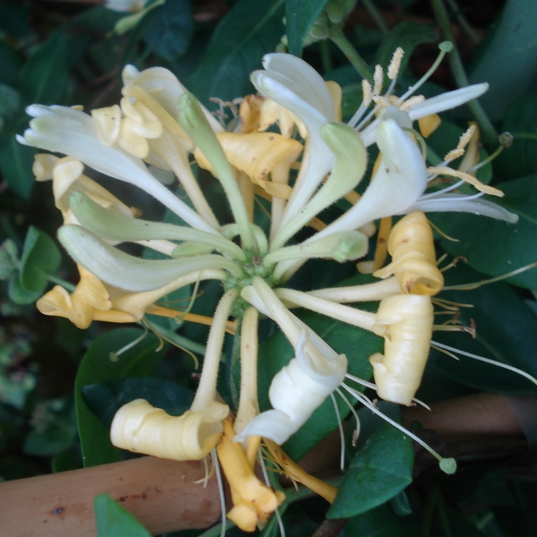 philodendron mayoi pflege Philodendron Mayoi  Studio Plantes