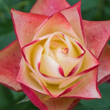 Rosier Origami - Beetrose