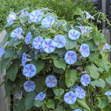 Ipomoea purpurea Light Blue Star (Samen) - Prunkwinde