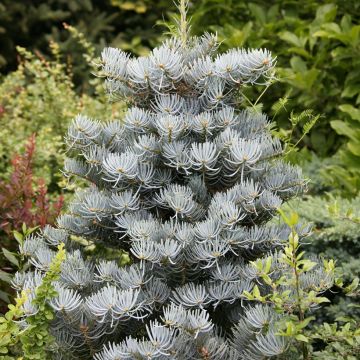 Abies concolor Compacta - Kolorado-Tanne