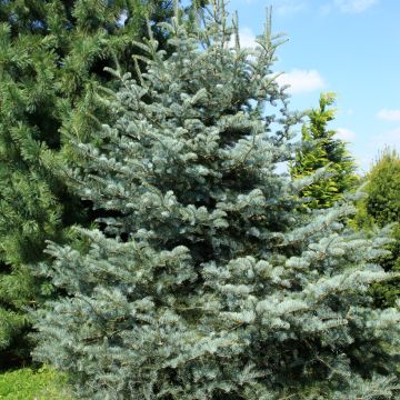 Abies concolor Violacea - Kolorado-Tanne