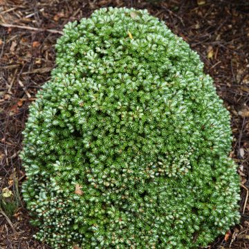 Abies koreana Silberkugel - Koreanische Tanne