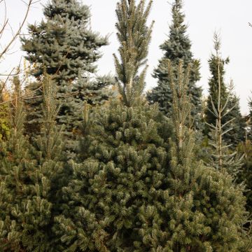 Abies nordmanniana Kolumnowa - Nordmanntanne