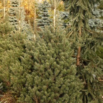 Abies nordmanniana Kulista - Nordmanntanne