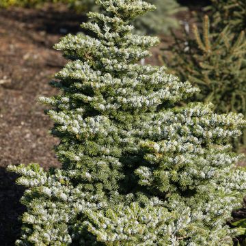 Abies veitchii Heddergott - Veitchs Tanne