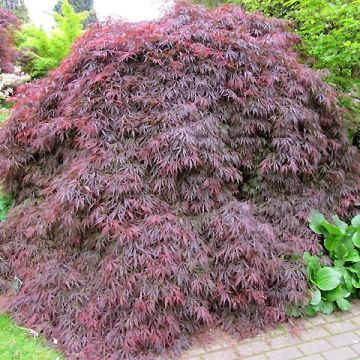 Acer palmatum Dissectum Atropurpureum - Érable du Japon Acer palmatum Dissectum Atropurpureum - Érable du Japon