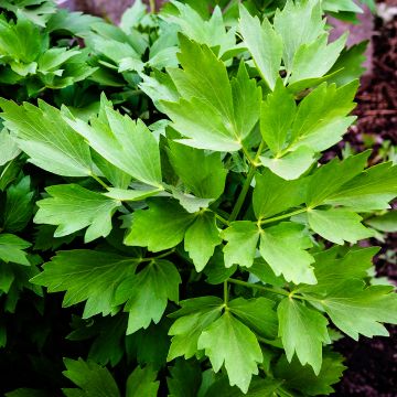 Liebstöckel - Levisticum officinale