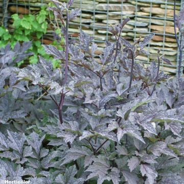 Cimicifuga James Compton - Actaea simplex Cimicifuga James Compton - Actaea simplex