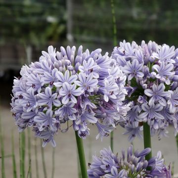 Agapanthus praecosubsp. orientalis Full Moon - Schmucklilie