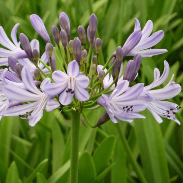 Agapanthe Megan's Mauve