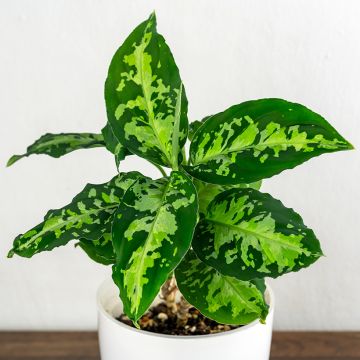 Aglaonema pictum Tricolor - Kolbenfaden
