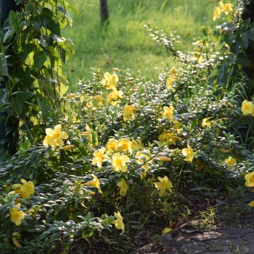 Allamanda cathartica - GoldtrompeteTrompette d'or