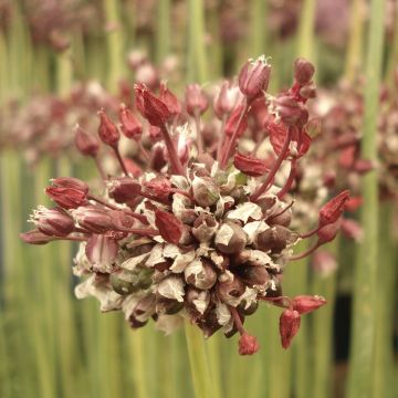 Allium scorodoprasum Passion - Knoblauchartiger Lauch