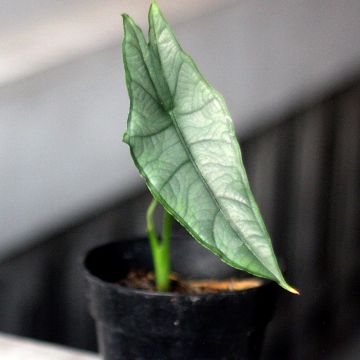 Alocasia Dragon's Breath - Pfeilblatt