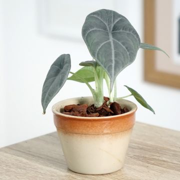 Alocasia Maharani - Pfeilblatt