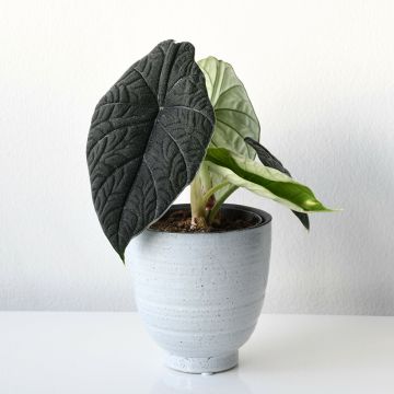 Alocasia melo - Pfeilblatt