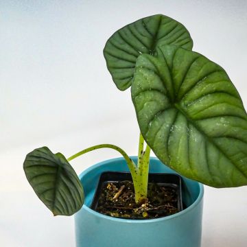 Alocasia nebula - Pfeilblatt