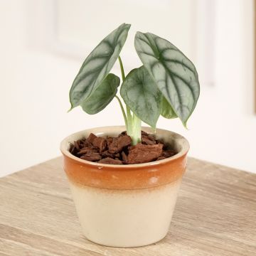 Alocasia Silver Dragon - Pfeilblatt