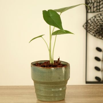 Alocasia Sumo - Pfeilblatt