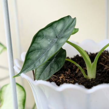 Alocasia Dewey's Reversa - Pfeilblatt