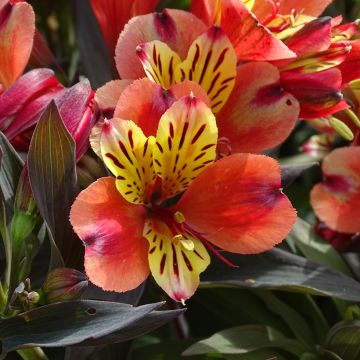 Alstroemeria Indian Summer - Inkalilie