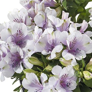 Alstroemeria Inticancha Moon - Lis des Incas