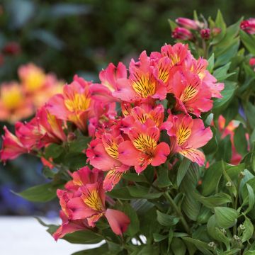 Alstroemeria Valley Girl - Inkalilie