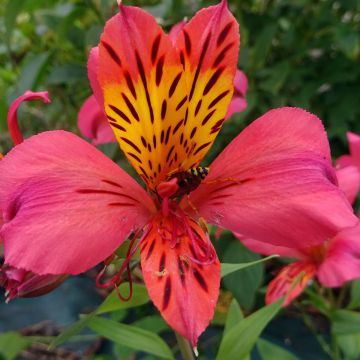 Alstroemeria Majestic Marcé - Inkalilie