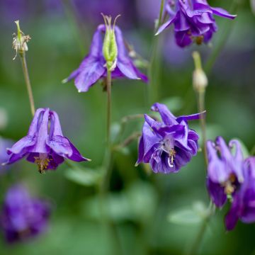 Ancolie des Alpes (bleu vif) - Aquilegia alpina