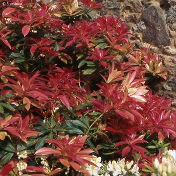 Schattenglöckchen - Pieris formosa var. forrestii